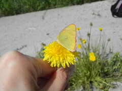 Colias palaeno