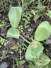 Haemanthus humilis hirsutus