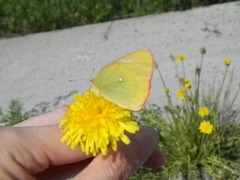 Colias palaeno