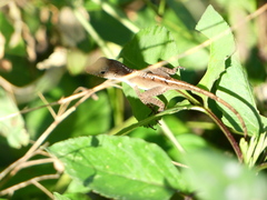 Anolis grahami