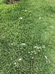 Chlorophyllum
