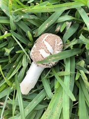 Chlorophyllum
