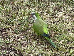 Myiopsitta monachus