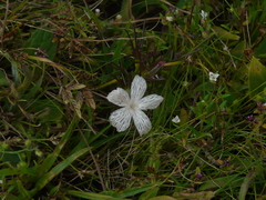 Rhamphicarpa longiflora
