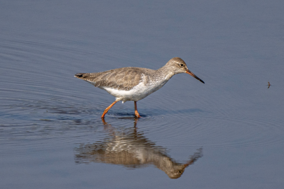 Common Redshank