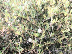 Ancylobothrys capensis