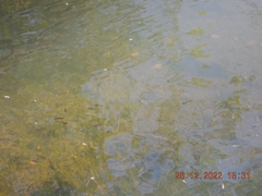 Poecilia reticulata