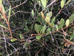 Ancylobothrys capensis