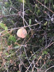 Ancylobothrys capensis