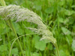 Calamagrostis purpurea