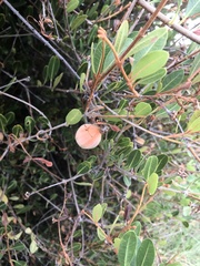 Ancylobothrys capensis