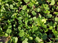 Stellaria media