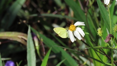Eurema mandarina