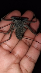 Phrynus operculatus