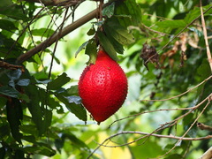 Momordica cochinchinensis