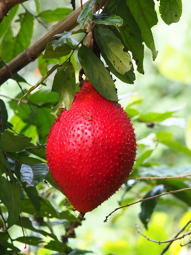 Image of Momordica cochinchinensis by no rights reserved