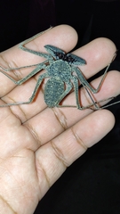 Phrynus operculatus