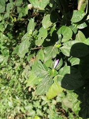 Acanthoideae