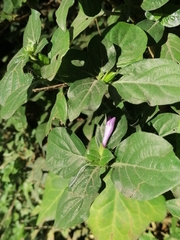 Acanthoideae