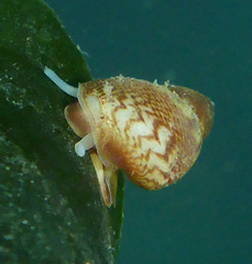 Eulithidium
