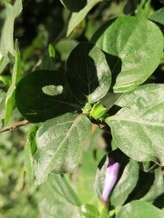 Acanthoideae