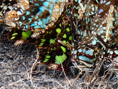 Graphium tynderaeus