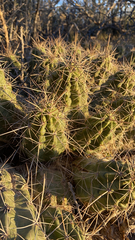 Echinocereus enneacanthus enneacanthus