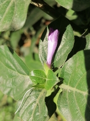 Acanthoideae