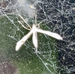 Platyptilia celidotus