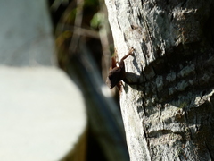 Anolis grahami