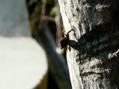 Anolis grahami
