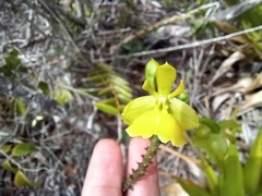 Epidendrum orchidiflorum