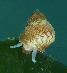 Eulithidium