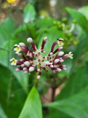 Chassalia curviflora