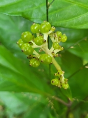 Chassalia curviflora