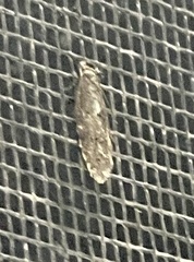 Hoplostega ochroma