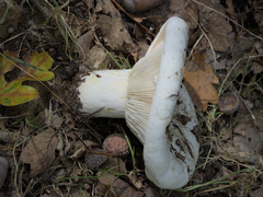 Russula delica
