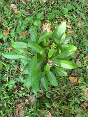 Chassalia curviflora