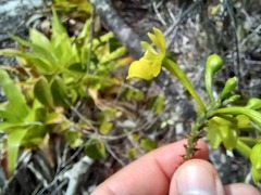 Epidendrum orchidiflorum