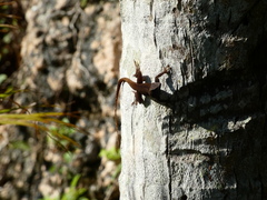 Anolis grahami