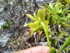 Epidendrum orchidiflorum