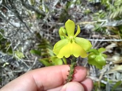 Epidendrum orchidiflorum