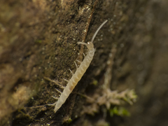 Scutigerellidae