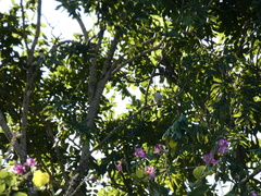 Tyrannus caudifasciatus