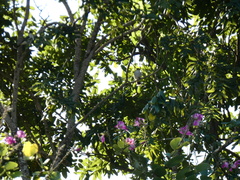 Tyrannus caudifasciatus