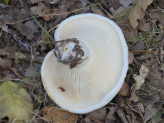Russula delica