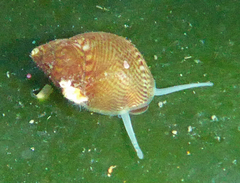 Eulithidium