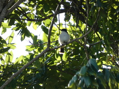 Tyrannus caudifasciatus