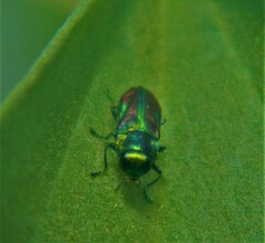 Bilyaxia concinna