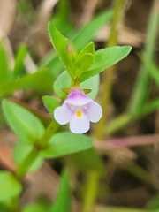 Torenia